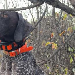 German Shorthaired Pointers from KMS GSP's