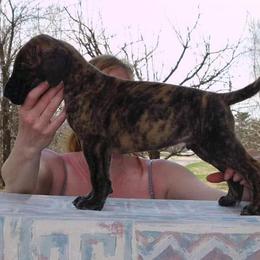 Great Dane Puppies from Honi Vale Great Danes
