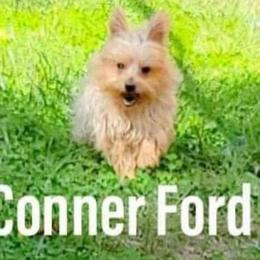 Yorkshire Terrier Puppies from Hip Hoppin Yorkies