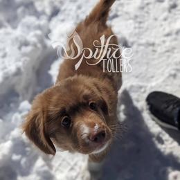 Wolf - Red gold male Nova Scotia Duck Tolling Retriever puppy in Johnston County, North Carolina from Spitfire Tollers