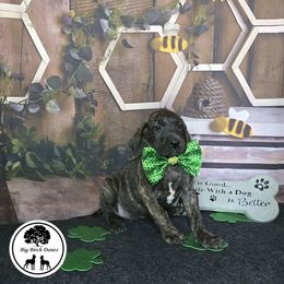 Primrose - Brindle Great Dane puppy in Spiro, Oklahoma from Big Birch Danes