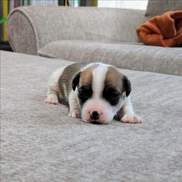 Zuma - Tri-color male Russell Terrier puppy in Sandown, New Hampshire from Patch Wood Irish Jacks