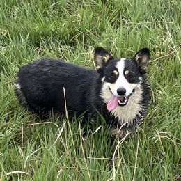 Izzy - Pembroke Welsh Corgi