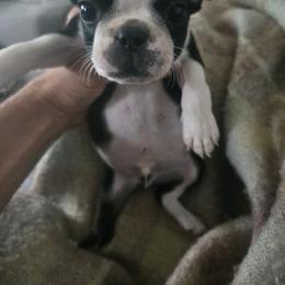 Scully - Black and white male Boston Terrier puppy in Charlotte, Michigan from Witselle Bostons