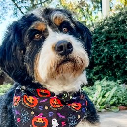 Bernedoodles and Goldendoodles from Upper Bay Goldendoodles