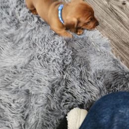 Dachshund Puppies from Knobster's AKC Miniature Dachshund Puppies