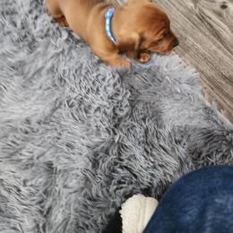 Dachshund Puppies from Knobster's AKC Miniature Dachshund Puppies