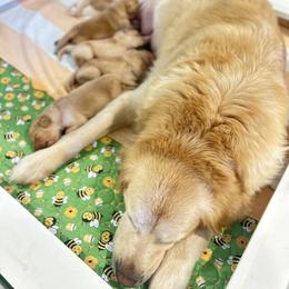 Mr. Green - Golden male Golden Retriever puppy in Blue Springs, Missouri from Farmstead 51