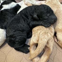 Goldendoodle Puppies from Bayshore Doodles