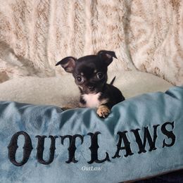 Chihuahua Puppies from OutLaw Chihuahua's