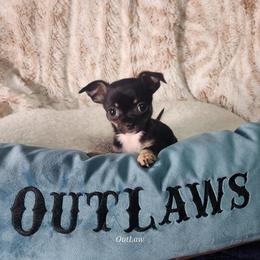 Chihuahua Puppies from OutLaw Chihuahua's