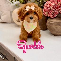 Sparkle - Red female Cavapoo puppy in Buford, Georgia from Petite Posh Puppies