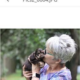 Cocker Spaniel Puppies from Blackwater Kennel