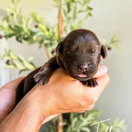 Taffy - Chocolate female Labrador Retriever puppy in Amery, Wisconsin from Cornerstone Retrievers
