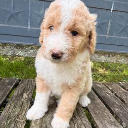 Potato - Cream and white male Aussiedoodle puppy in New Philadelphia, Ohio from Oldtown Doodles