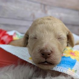 Marigold - Cream female Poodle puppy in Mongomery, Texas from Celestial Jewels Poodles