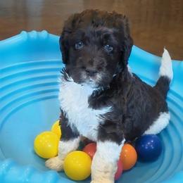 Jackson - male Newfypoo puppy in South Haven, Minnesota from Hidden Haven Poodles and Doodles