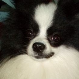 Pomeranians from Paw Prints Kennels of Kentucky