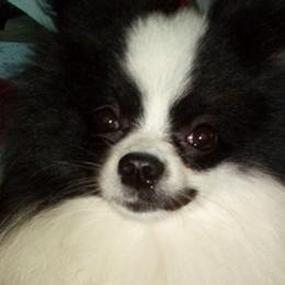 Pomeranians from Paw Prints Kennels of Kentucky