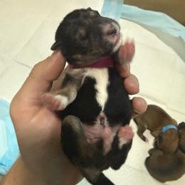Shiba Inu Puppies from Anko Shibas