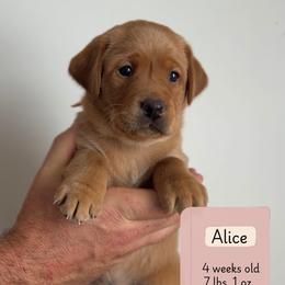 Alice - Yellow female Labrador Retriever puppy in Lonsdale, Minnesota from Cedar Ridge Labradors