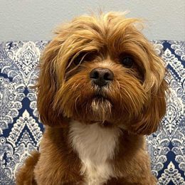 Cooper - Cavapoo