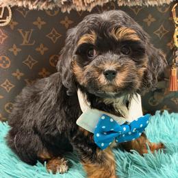 Brownie - Black and tan male Cavapoo puppy in Cooper City, Florida from Jenny La Bone