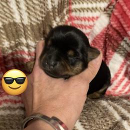 Liam - Black and tan male Yorkshire Terrier puppy in Taylorsville, North Carolina from Mountain Top Hot Tailz