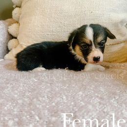 Bee - Black and tan female Pembroke Welsh Corgi puppy in Lebanon, Oregon from Highland Meadow Corgis