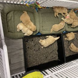 Golden Retriever Puppies from Golden Wise