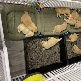 Golden Retriever Puppies from Golden Wise