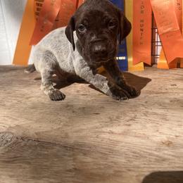 Boy 6 - German Shorthaired Pointer puppy in Buckner, Missouri from Bourbon Creek Kennels
