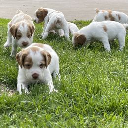 Brittany Puppies from Doc Litke’s Brittanys