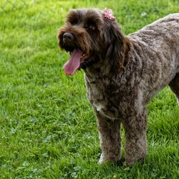 Eva - Australian Labradoodle