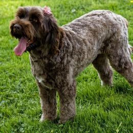 Eva - Australian Labradoodle