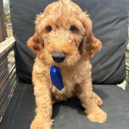 Blue - Apricot male Goldendoodle puppy in Buda, Texas from Anita’s Doodles