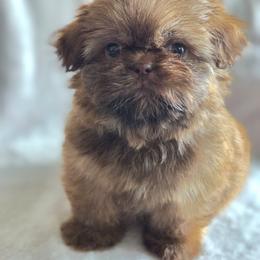 Lou Lou Who - Liver male Shih Tzu puppy in Jenks, Oklahoma from Northstar Shih Tzu
