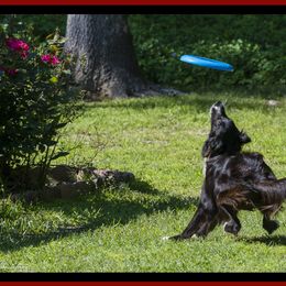 Border Collie All Grown Up from Ouachita Border Collies