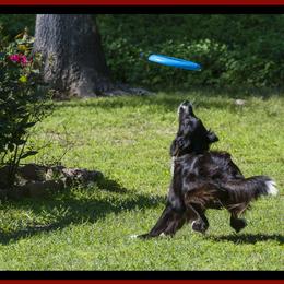 Border Collie All Grown Up from Ouachita Border Collies
