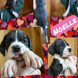 Noelle - Mantle female Great Dane puppy in Wellsville, New York from Prophecy Danes
