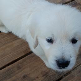 Kimber Honor's Helmberger's Spirit (In loving memory of my mother, Bonnie) - Light golden female Golden Retriever puppy in Slaughters, Kentucky from Kimber's Helping Paws