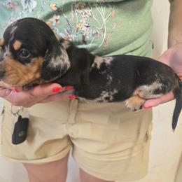Gala - Black and tan female Dachshund puppy in Berry, Alabama from Whisper Gray