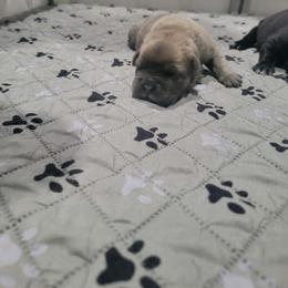 Pink collar female - Gray and fawn female Cane Corso puppy in Westerville, Ohio from Elite Empire Cane Corso