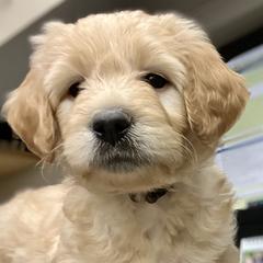 Double Doodles, Labradoodles, and Poodles from ETX Labracadabra Labradoodles