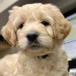 Double Doodles, Labradoodles, and Poodles from ETX Labracadabra Labradoodles