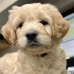 Double Doodles, Labradoodles, and Poodles from ETX Labracadabra Labradoodles