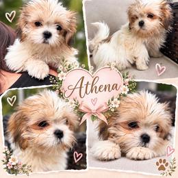 Athena - Gold and white female Shih Tzu puppy in Chattanooga, Tennessee from Joyfull Pals