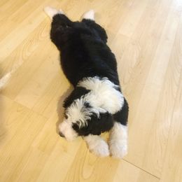 Bernedoodle, Double Doodle, and Goldendoodle Puppies from The Good Doodle