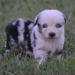 Indigo - Blue Merle Male - Blue merle male Miniature Australian Shepherd puppy in Gravette, Arkansas from DiamondR Mini Aussies @ DiamondR Farm & Kennel