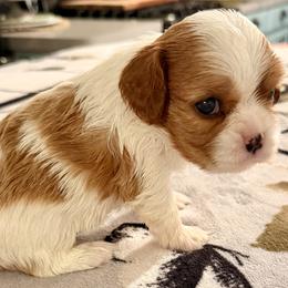 Tallulah - Blenheim female Cavalier King Charles Spaniel puppy in Hemphill, Texas from Toledo Bend Cavaliers